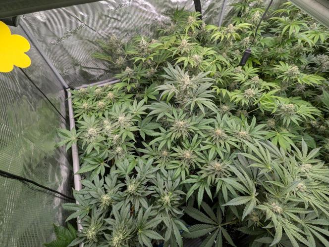 Sugar Rock - Silent Seeds. Week 8