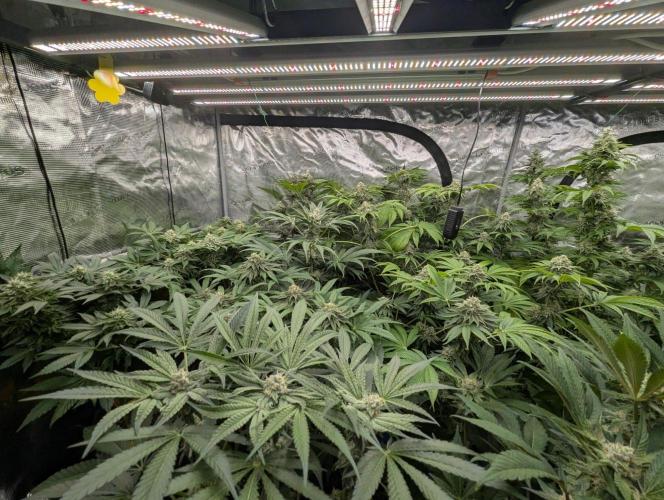Sugar Rock - Silent Seeds. Week 8