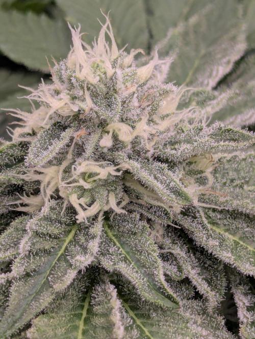 Sugar Rock - Silent Seeds. Week 8