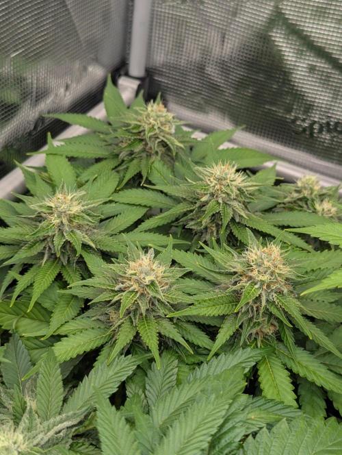 Girl Scout Cookies - Kannabia. Week 9