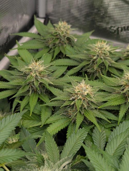 Girl Scout Cookies - Kannabia. Week 9