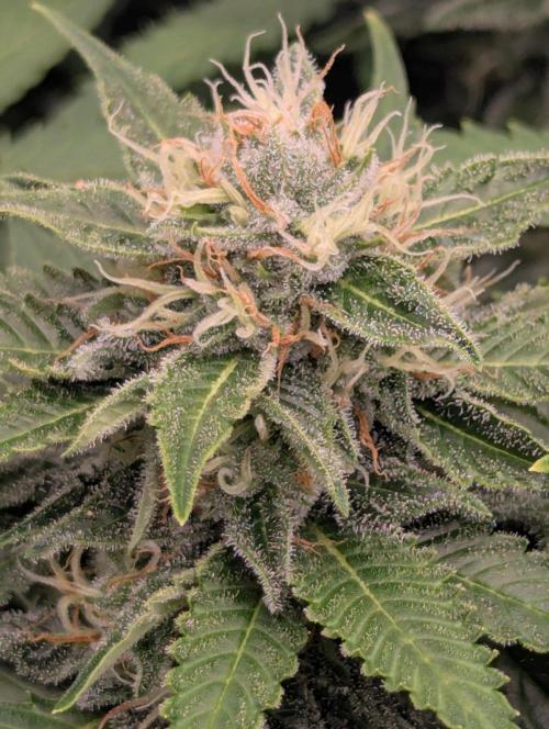 Girl Scout Cookies - Kannabia. Week 9