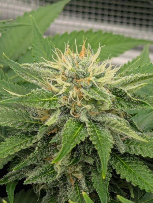 Girl Scout Cookies - Kannabia. Week 9