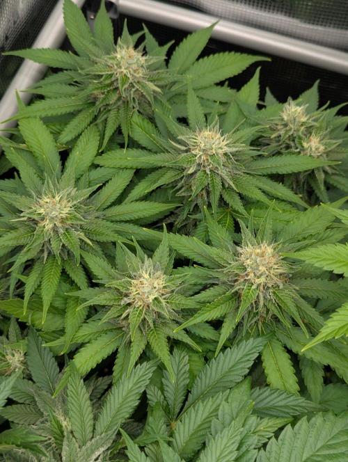 Girl Scout Cookies - Kannabia. Week 9