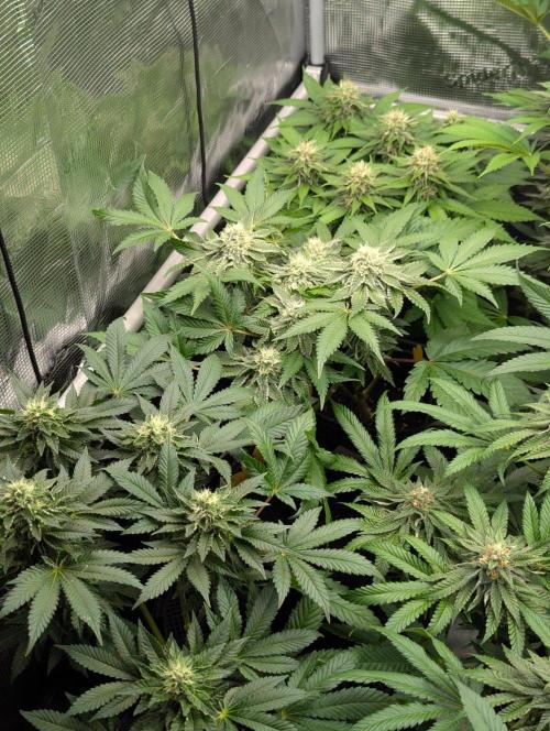 Girl Scout Cookies - Kannabia. Week 9