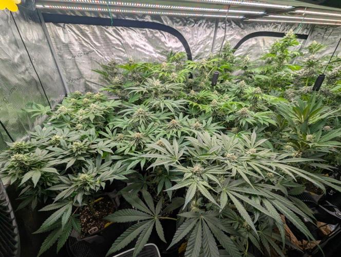 Girl Scout Cookies - Kannabia. Week 9