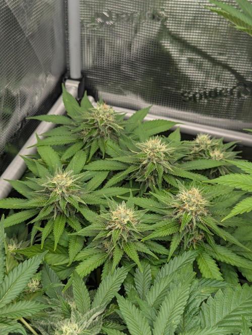 Girl Scout Cookies - Kannabia. Week 9