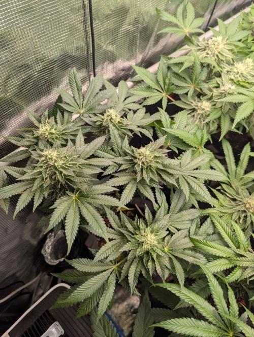 Privileged Baddie - Anesia Seeds. Week 9