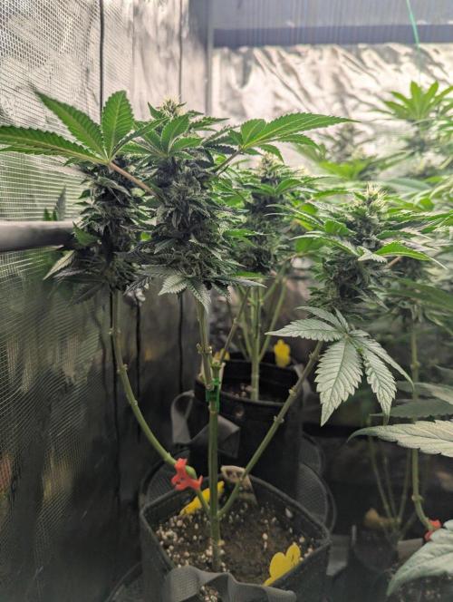 Privileged Baddie - Anesia Seeds. Week 9