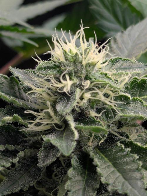 Privileged Baddie - Anesia Seeds. Week 9