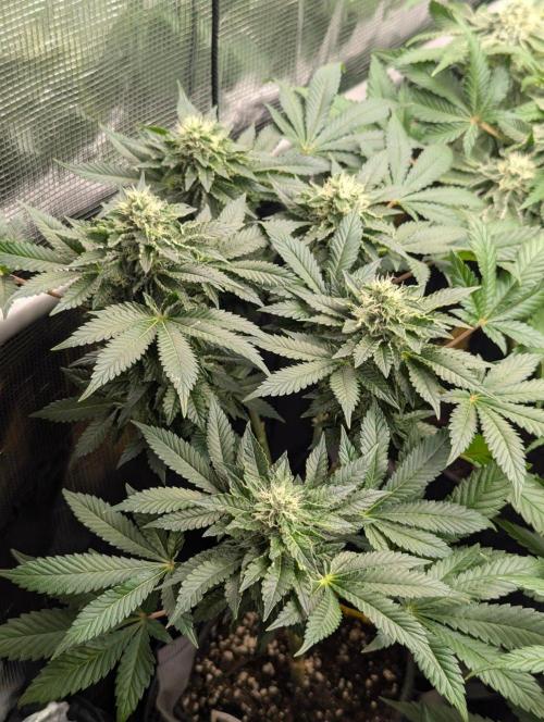Privileged Baddie - Anesia Seeds. Week 9