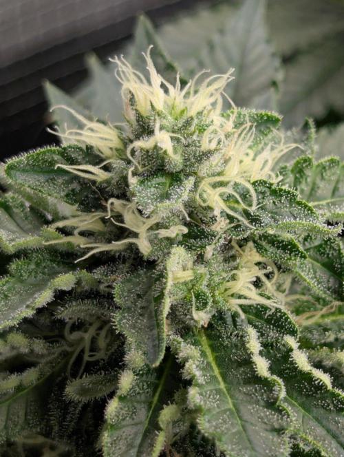 Privileged Baddie - Anesia Seeds. Week 9