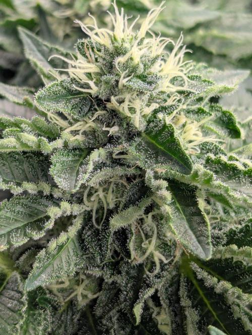 Privileged Baddie - Anesia Seeds. Week 9