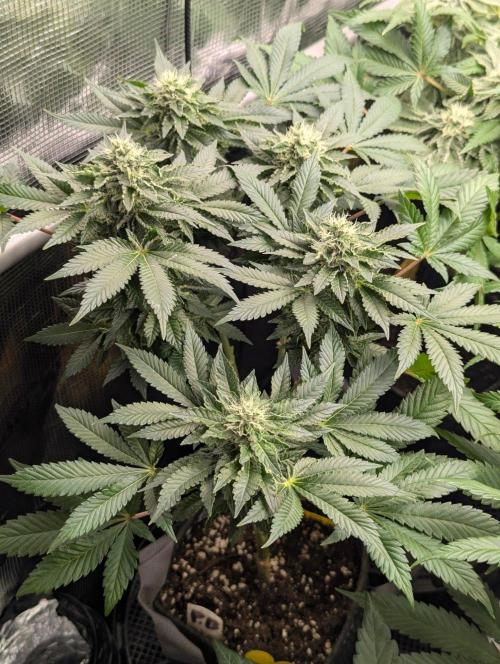 Privileged Baddie - Anesia Seeds. Week 9