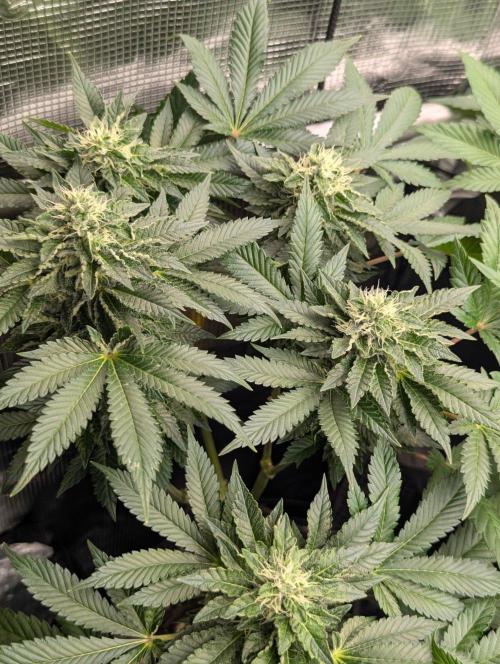 Privileged Baddie - Anesia Seeds. Week 9