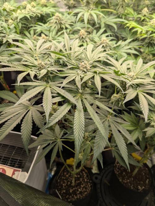 Wild Burst - Seed Junky. Week 8