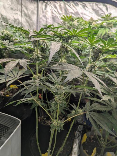 Wild Burst - Seed Junky. Week 8
