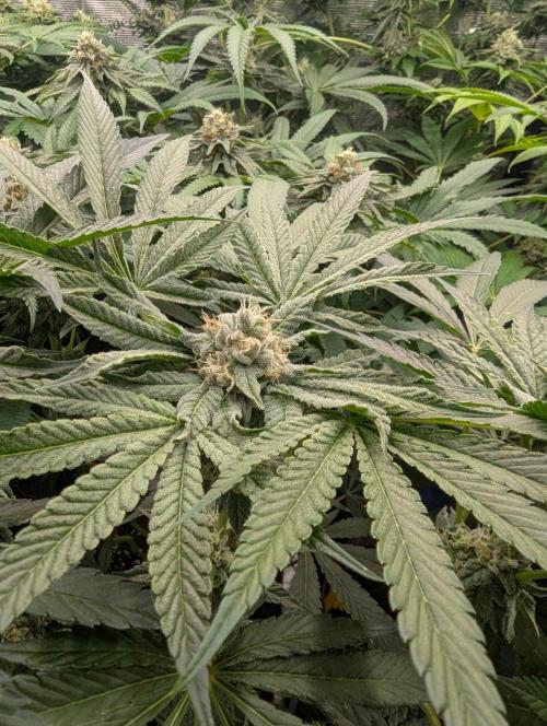 Wild Burst - Seed Junky. Week 8