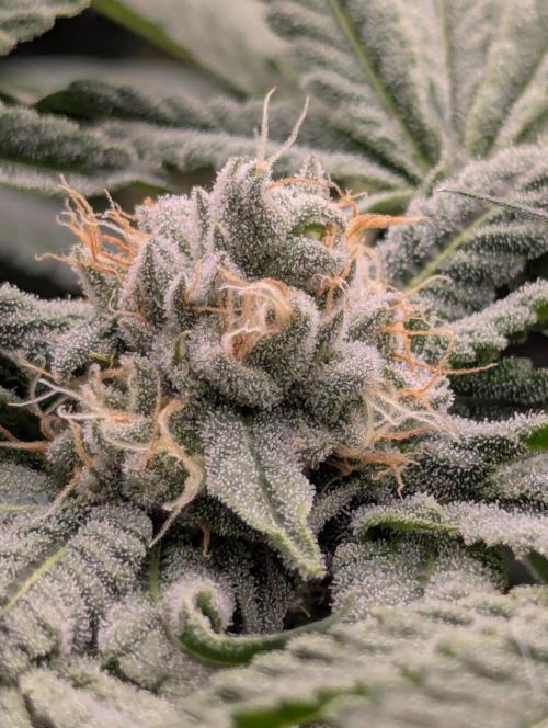 Wild Burst - Seed Junky. Week 8