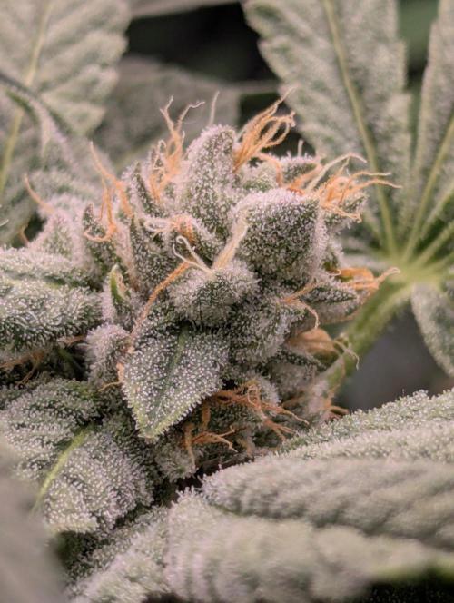 Wild Burst - Seed Junky. Week 8