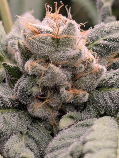 Wild Burst - Seed Junky. Week 8