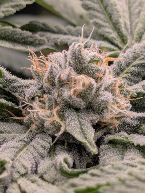 Wild Burst - Seed Junky. Week 8