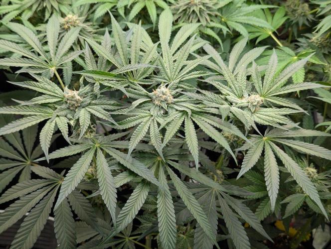 Wild Burst - Seed Junky. Week 8