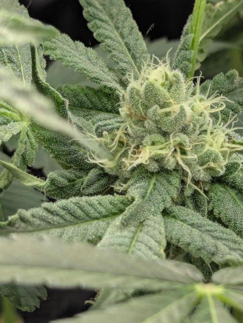 Wild Burst - Seed Junky. Week 8