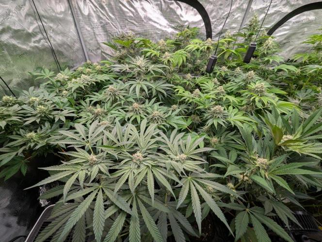 Wild Burst - Seed Junky. Week 8