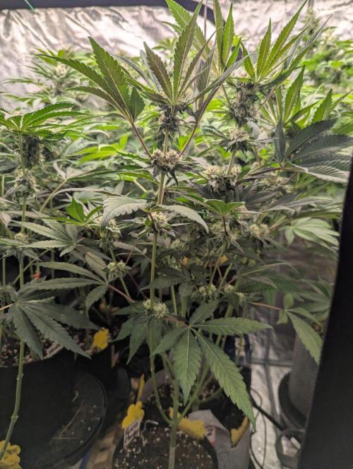 Permanent Marker - Seed Junky. Week 8