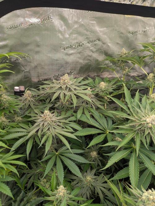 Black Beretta - Cipher Genetics. Week 11