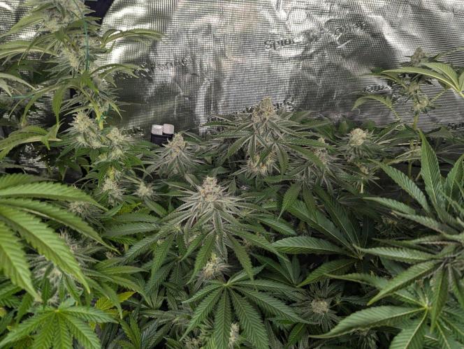 Black Beretta - Cipher Genetics. Week 11