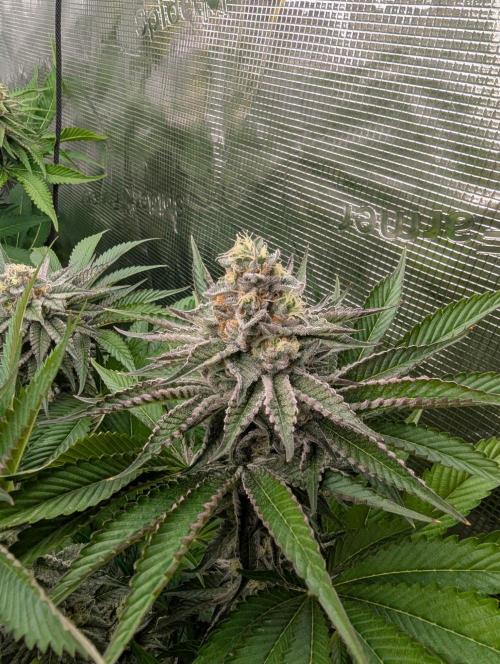 New Money - Compound Genetics. Week 11