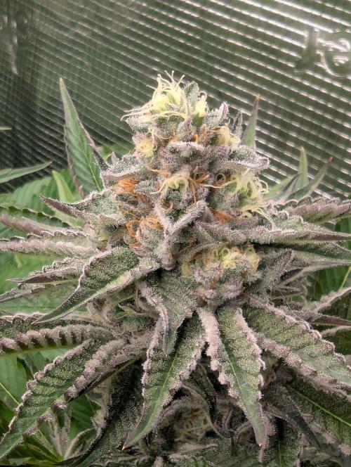 New Money - Compound Genetics. Week 11
