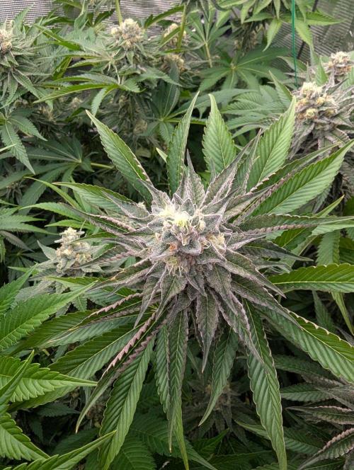 New Money - Compound Genetics. Week 11