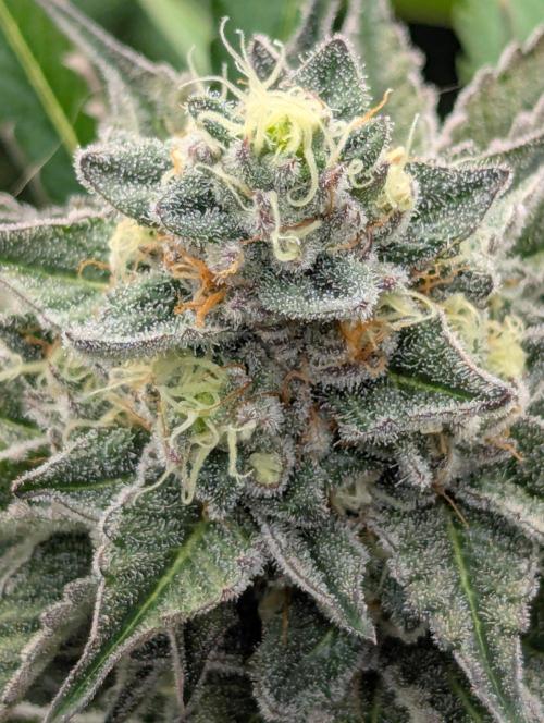 New Money - Compound Genetics. Week 11