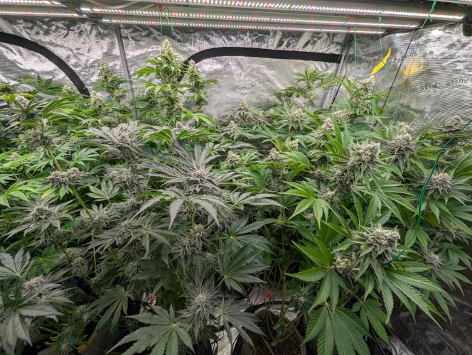 New Money - Compound Genetics. Week 11