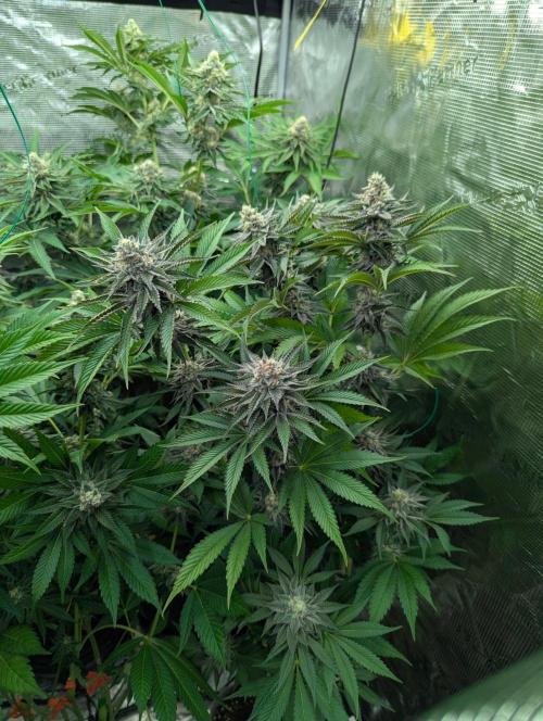 New Money - Compound Genetics. Week 11