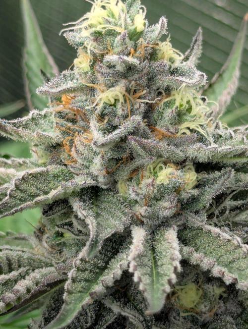 New Money - Compound Genetics. Week 11