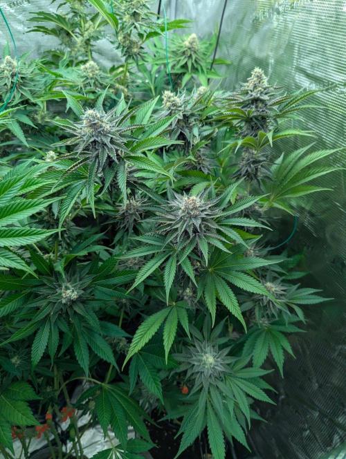 New Money - Compound Genetics. Week 11