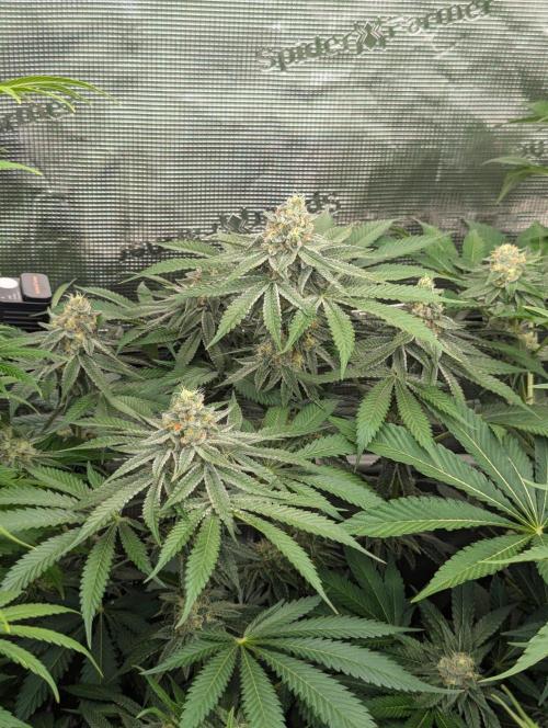 Black Beretta - Cipher Genetics. Week 11