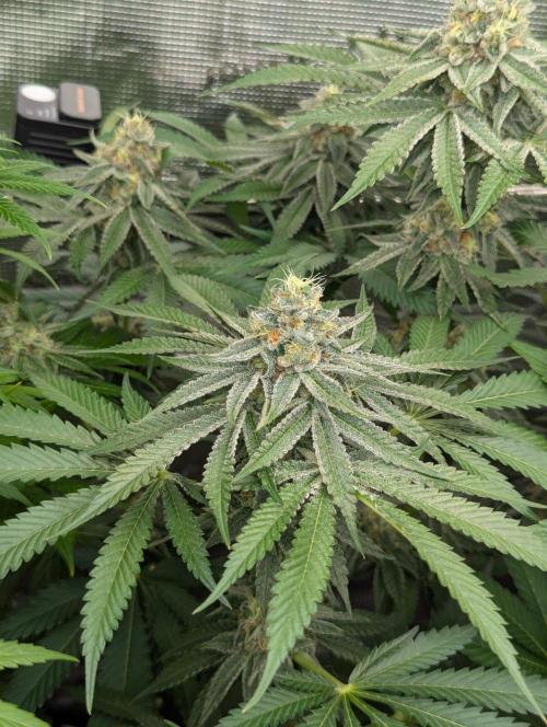 Black Beretta - Cipher Genetics. Week 11
