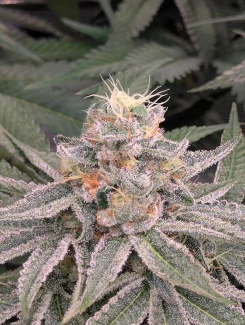 Black Beretta - Cipher Genetics. Week 11
