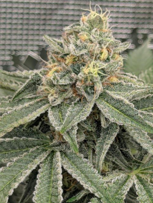 Black Beretta - Cipher Genetics. Week 11