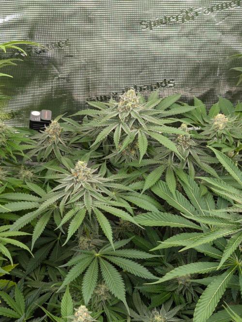 Black Beretta - Cipher Genetics. Week 11