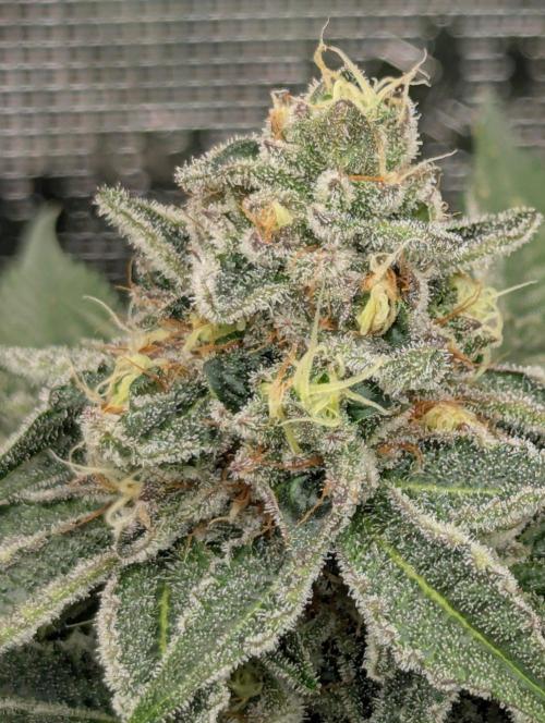 Black Beretta - Cipher Genetics. Week 11