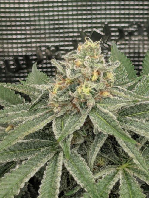 Black Beretta - Cipher Genetics. Week 11