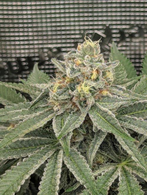 Black Beretta - Cipher Genetics. Week 11