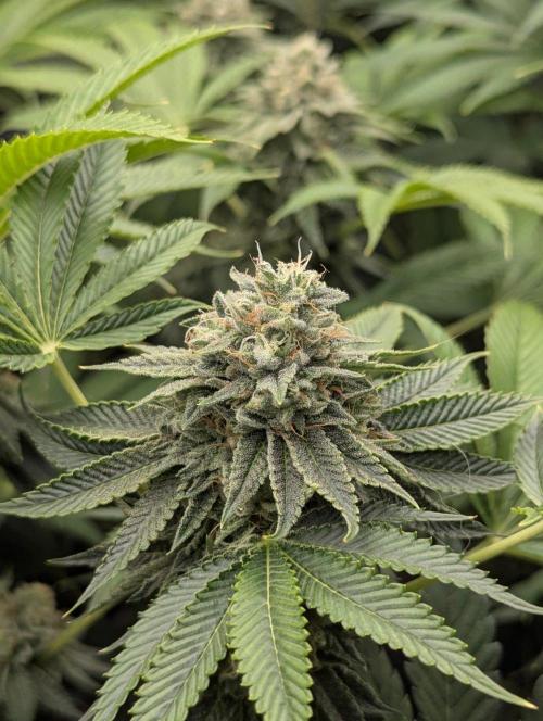 Big Z - Wizard Trees. Week 11