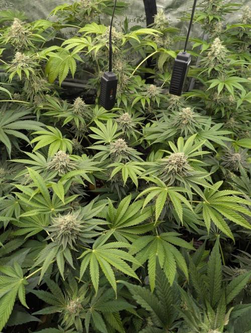 Big Z - Wizard Trees. Week 11
